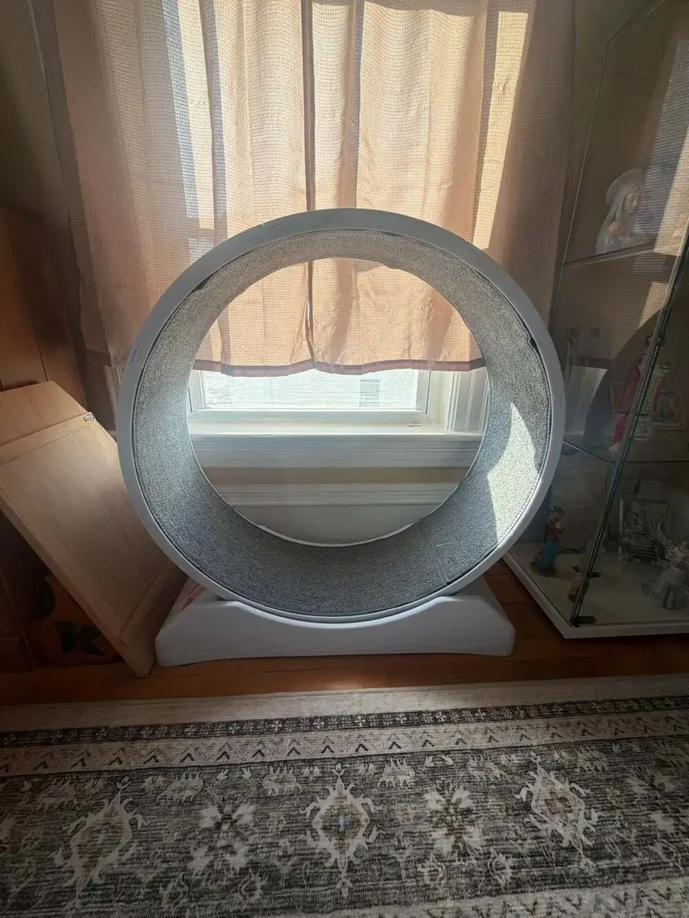 One Fast Cat Exercise Wheel for Indoor Cats